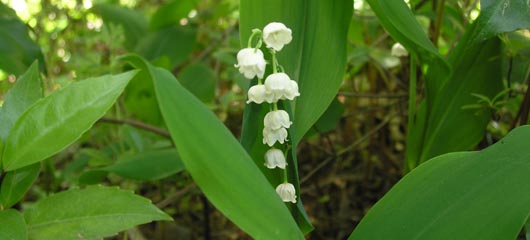 a lily of the valley.jpg